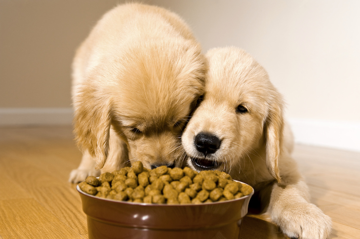 Dog Foods