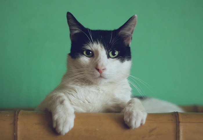 Healthy Pets Happier Tomorrows