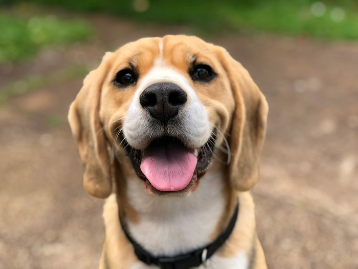 Play More Wag More